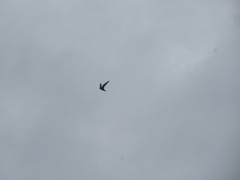 Streptoprocne zonaris