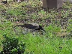 Corvus cornix