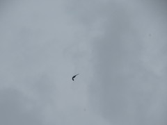 Streptoprocne zonaris