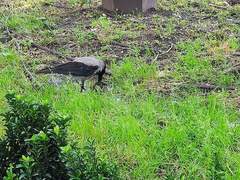 Corvus cornix