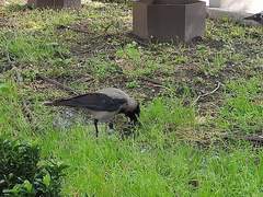 Corvus cornix