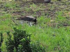 Corvus cornix