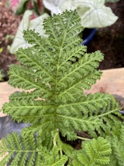 Tanacetum vulgare