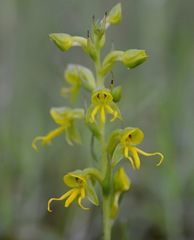 Habenaria marginata