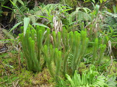 Phlegmariurus sieberianus