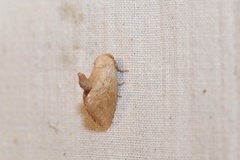 Tortricidia testacea