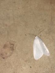 Lepidoptera