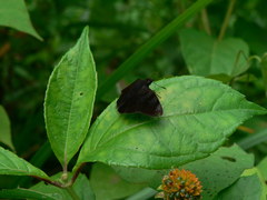Pellicia costimacula