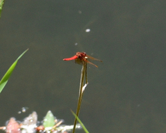 Sympetrum illotum