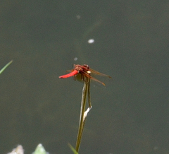 Sympetrum illotum