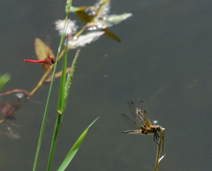 Sympetrum illotum