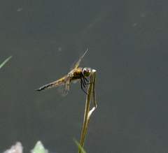 Sympetrum illotum