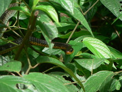 Chironius carinatus