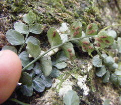 Asplenium dentatum