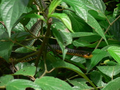 Chironius carinatus