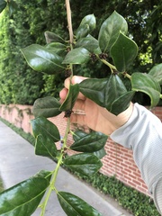Ilex