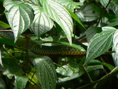 Chironius carinatus