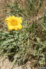 Wyethia glabra