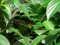 Chironius carinatus