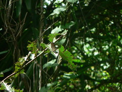 Archaeoprepona demophon