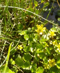 Halerpestes sarmentosa