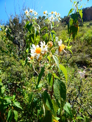 Montanoa leucantha