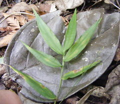 Ichnanthus pallens