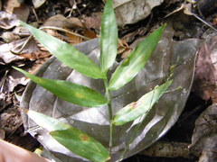Ichnanthus pallens