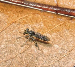 Stichopogoninae