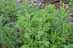 Astragalus americanus