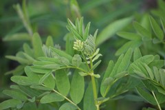 Astragalus americanus