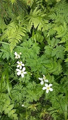 Ranunculus aconitifolius