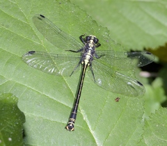 Octogomphus specularis