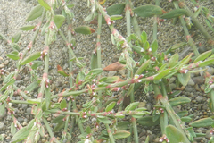 Polygonum aviculare depressum
