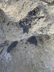 Echinolittorina interrupta