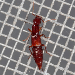 Biocrypta prospiciens