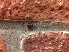 Rhodobaenus sanguineus