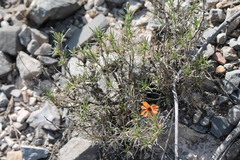 Zinnia juniperifolia