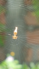 Araneidae