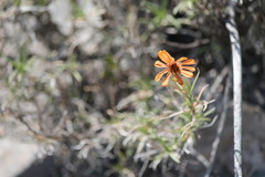 Zinnia juniperifolia