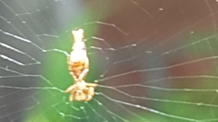 Araneidae