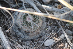 Mammillaria chionocephala