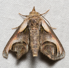 Paectes oculatrix