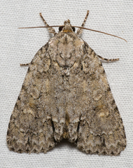 Acronicta impleta
