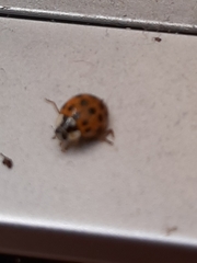 Harmonia axyridis