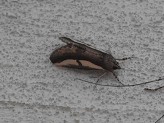 Euscirrhopterus poeyi