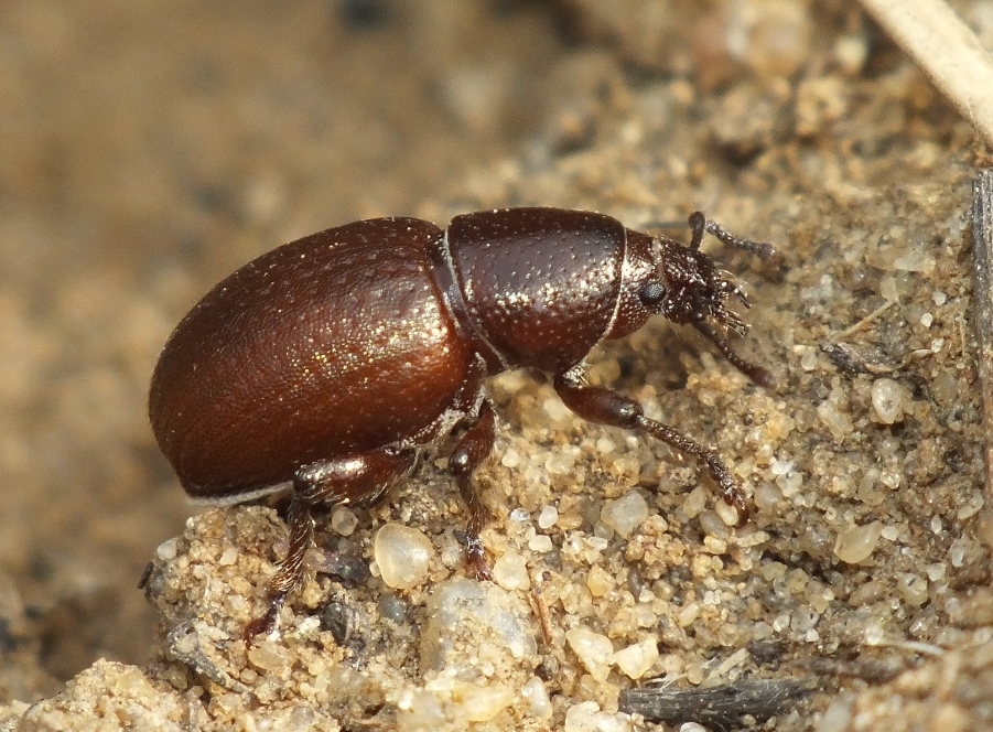 Psallidium maxillosum