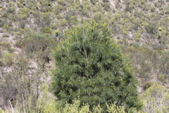Pinus pinceana