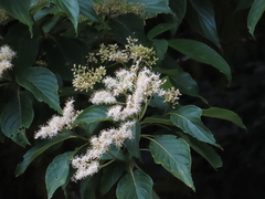Cornus macrophylla