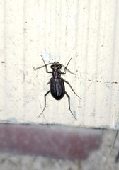 Cicindela punctulata punctulata